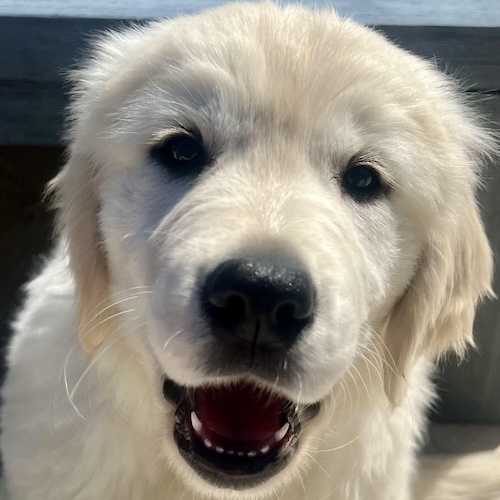 Emily Johnson's 18-month-old Golden Retriever, Maisie.
