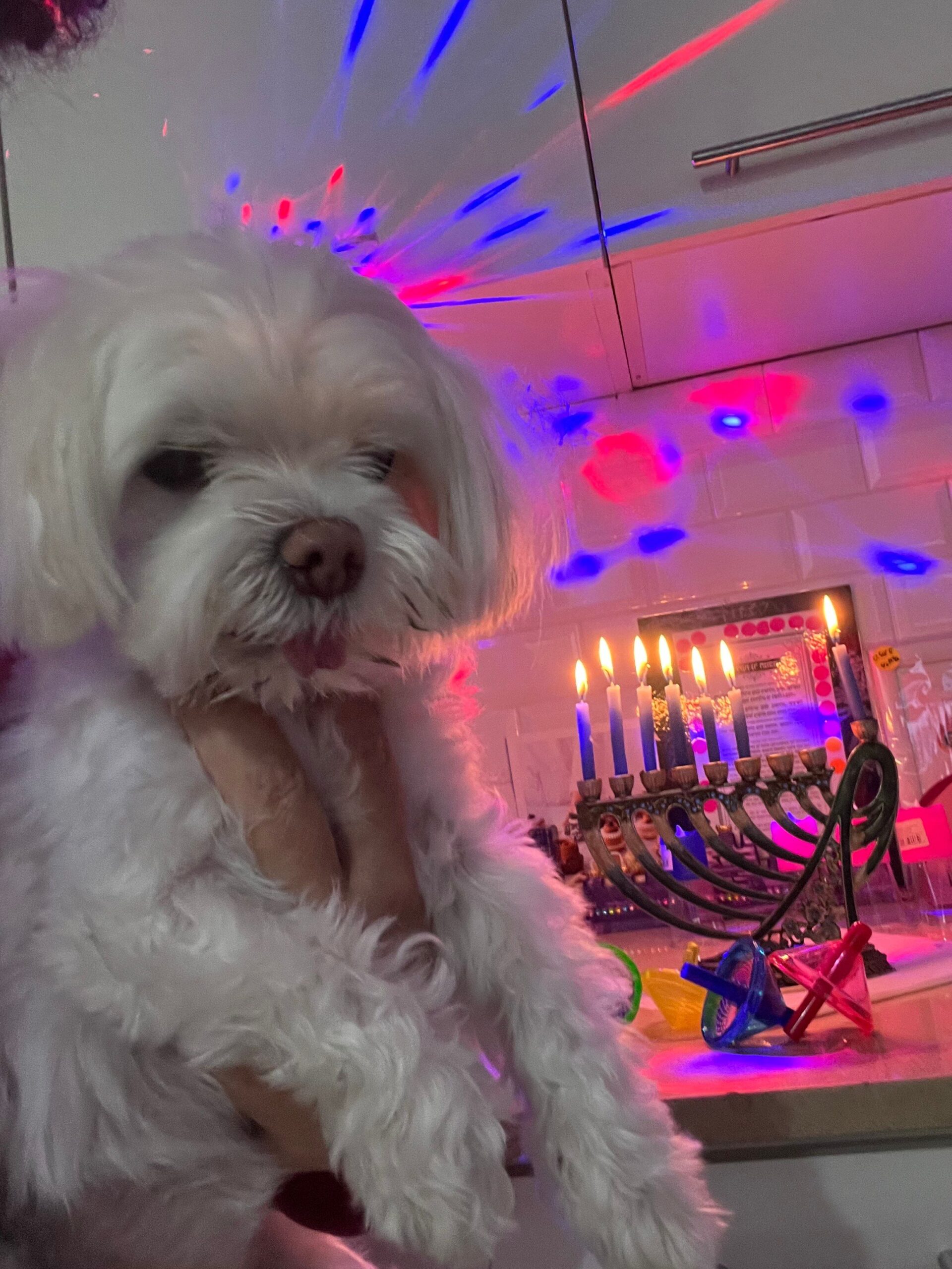 Other Barks & Bites for Friday, January 9: Eleventh Circuit Applies Section 512(c) Safe Harbor to YouTube; Ninth Circuit Says Apple's Prevention of Access to Heart Rate Data is Lawful; EPO Expands AI Pilot Program