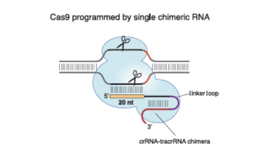 CRISPR
